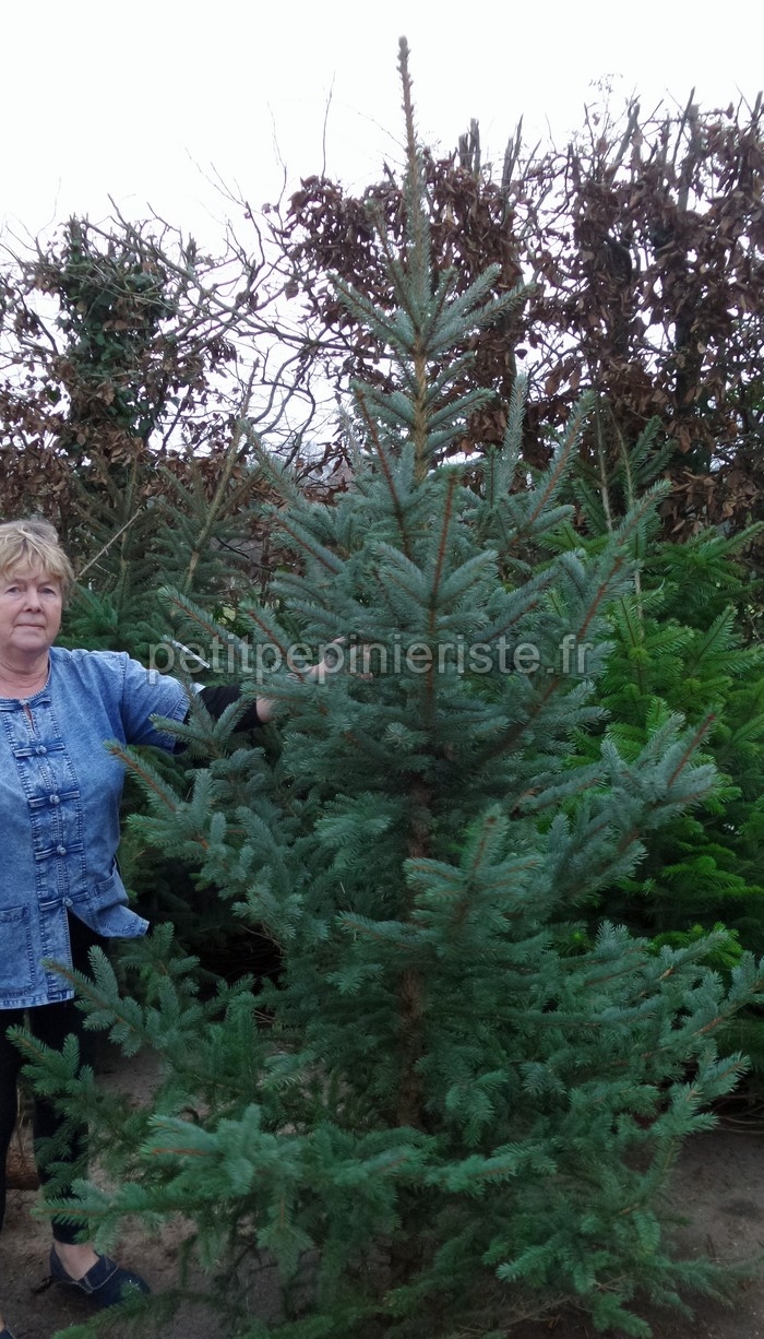 Sapin bleu de Noël